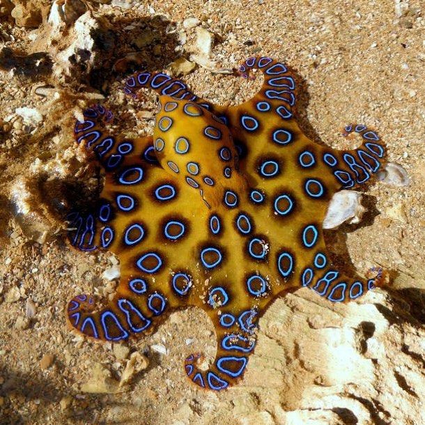 a blue and yellow sea anemone laying on the ground