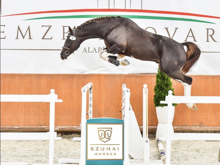 a horse jumping over an obstacle in front of a sign