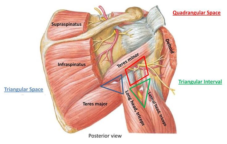 the posterior view of the heart and its major muscles, including the thoral space