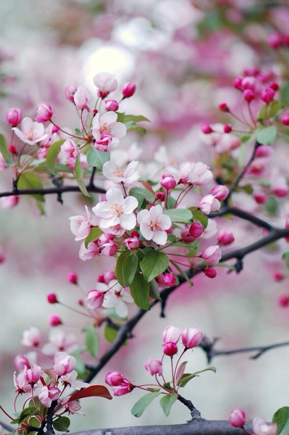 pink flowers are blooming on the branch of a tree