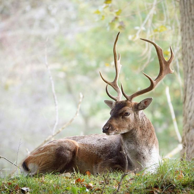 a deer laying down in the grass next to a tree