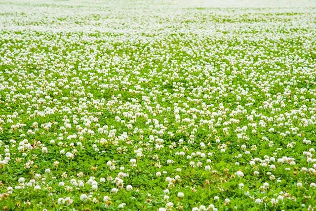 a field full of white flowers and green grass