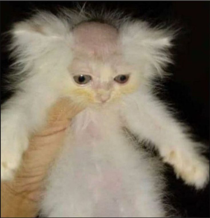 a fluffy white cat sitting on top of a person's arm