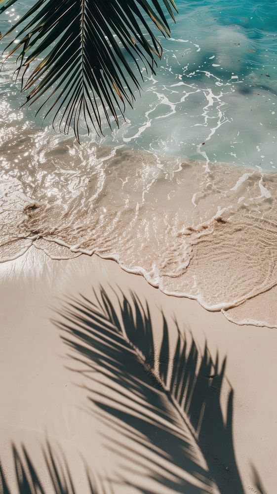 a palm tree casts a shadow on the sand near the water's edge as waves roll in