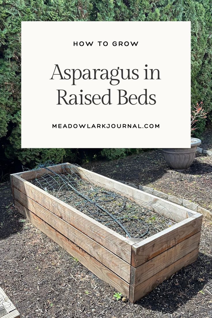 asparagus in raised beds Raised Asparagus Bed, Asparagus Raised Bed, Planting Asparagus In A Raised Bed, Transplanting Asparagus Plants, Asparagus Growing Tips, Growing Asparagus In Raised Beds, Asparagus In Raised Beds, Asparagus Planting, Planting Asparagus Crowns