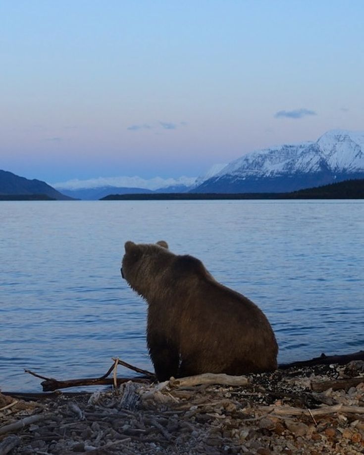 a brown bear sitting on top of a beach next to the ocean with mountains in the background