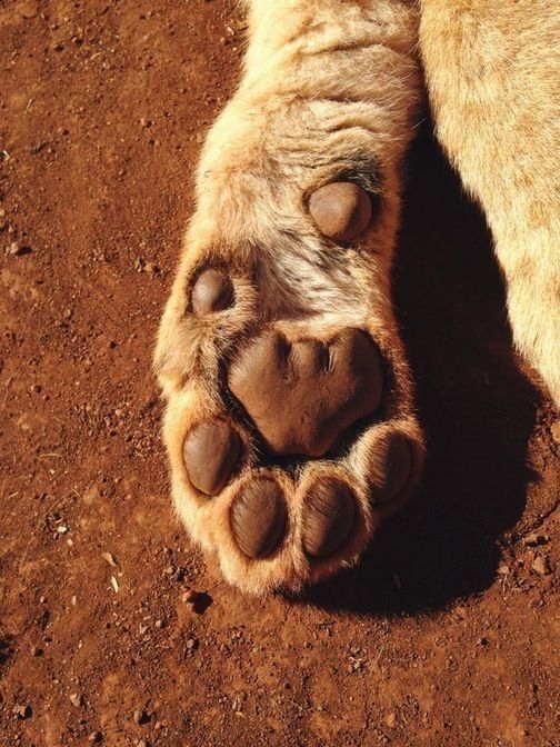 an animal's paw is laying on the ground with it's claws spread out