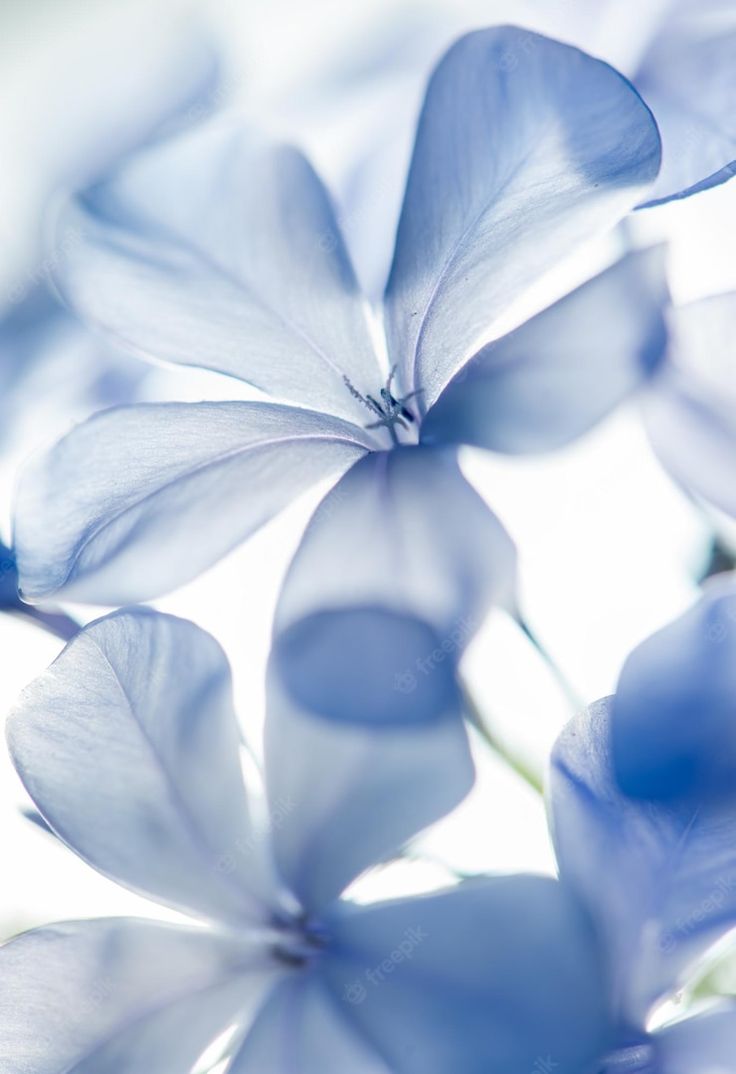 some blue flowers are in the sunlight