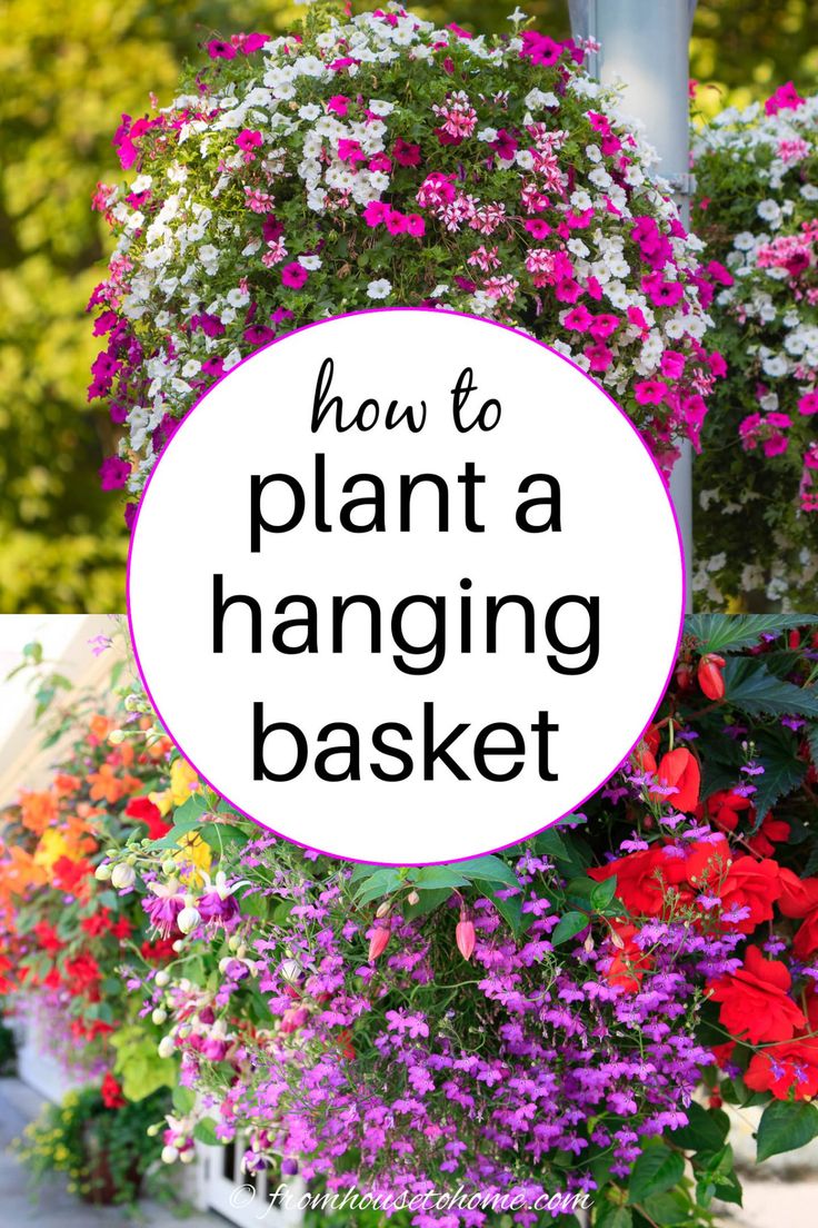 a hanging basket filled with colorful flowers and the words how to plant a hanging basket