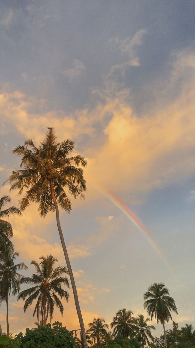 palm trees with a rainbow in the background