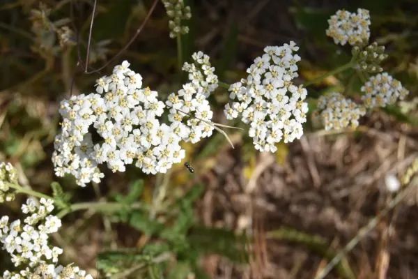 some white flowers are growing in the grass