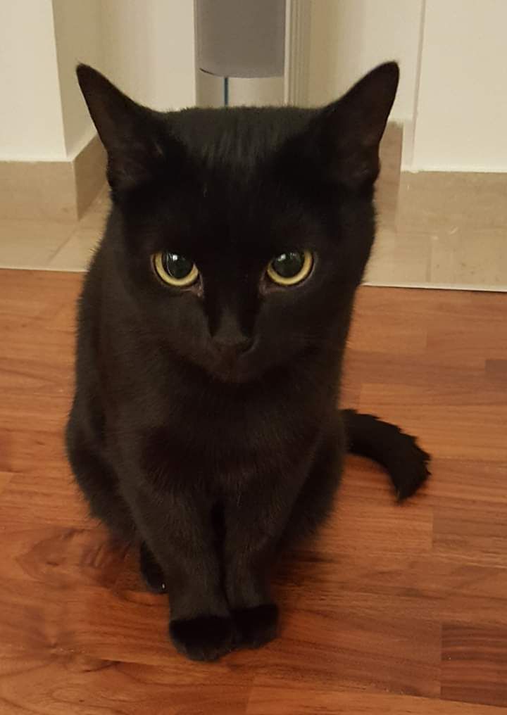 a black cat sitting on top of a hard wood floor