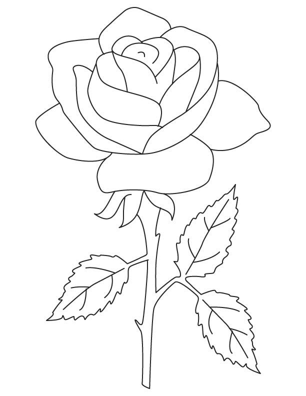 a drawing of a rose with leaves