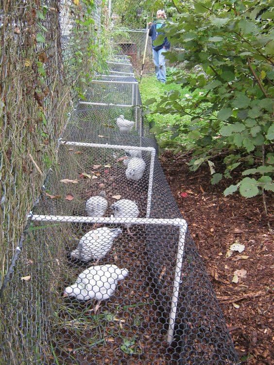 an image of some birds in a fenced off area with trees and bushes behind them