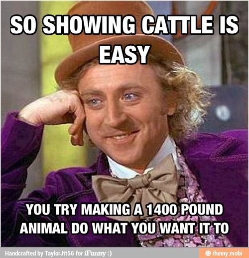 The Most Accurate Thing I've Ever Read!!! Closing Bulletin Board, Livestock Quotes, Cattle Showing, Showing Cattle, Cow Quotes, Show Steers, Show Cows, Farm Humor, Resident Adviser