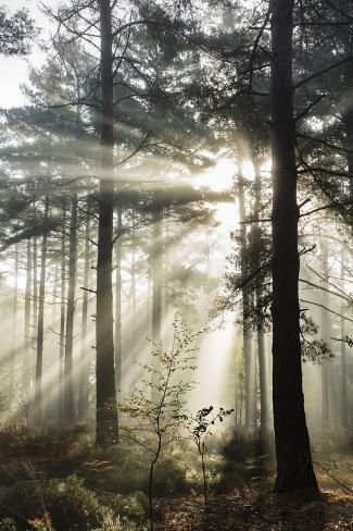 the sun shines through the foggy trees in this forest scene with jigsaw puzzle pieces