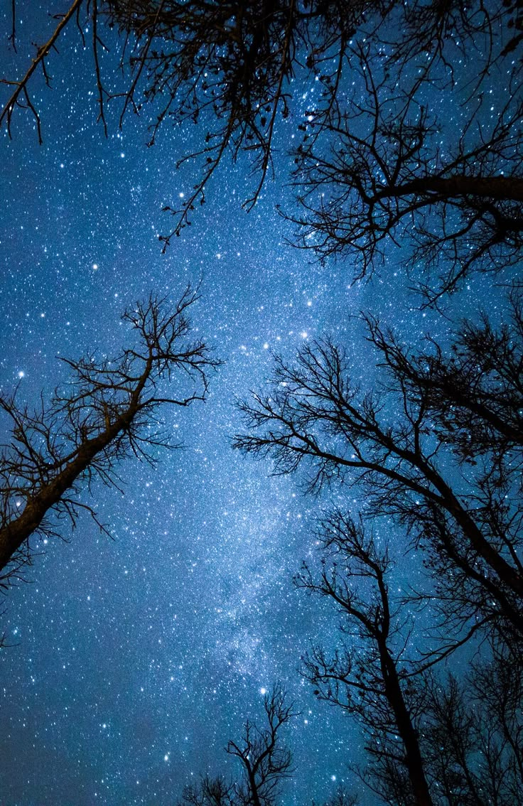 the night sky is filled with stars and trees