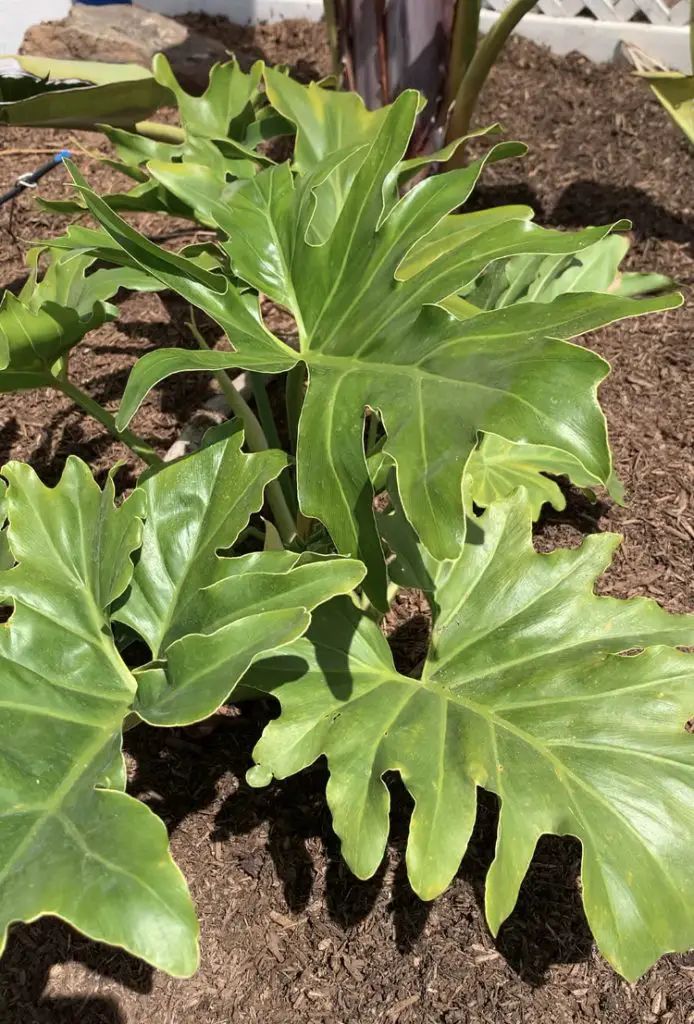 some very pretty green plants in the dirt