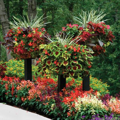 some very pretty flowers in the middle of a flower bed with trees and bushes behind them