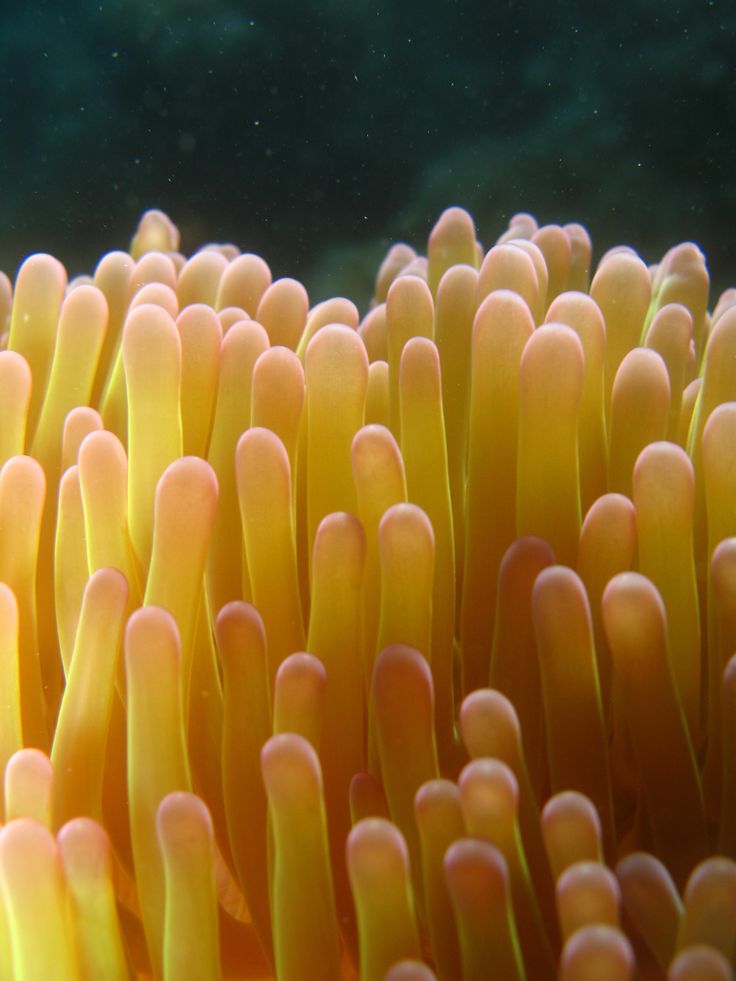 an underwater view of some very pretty corals