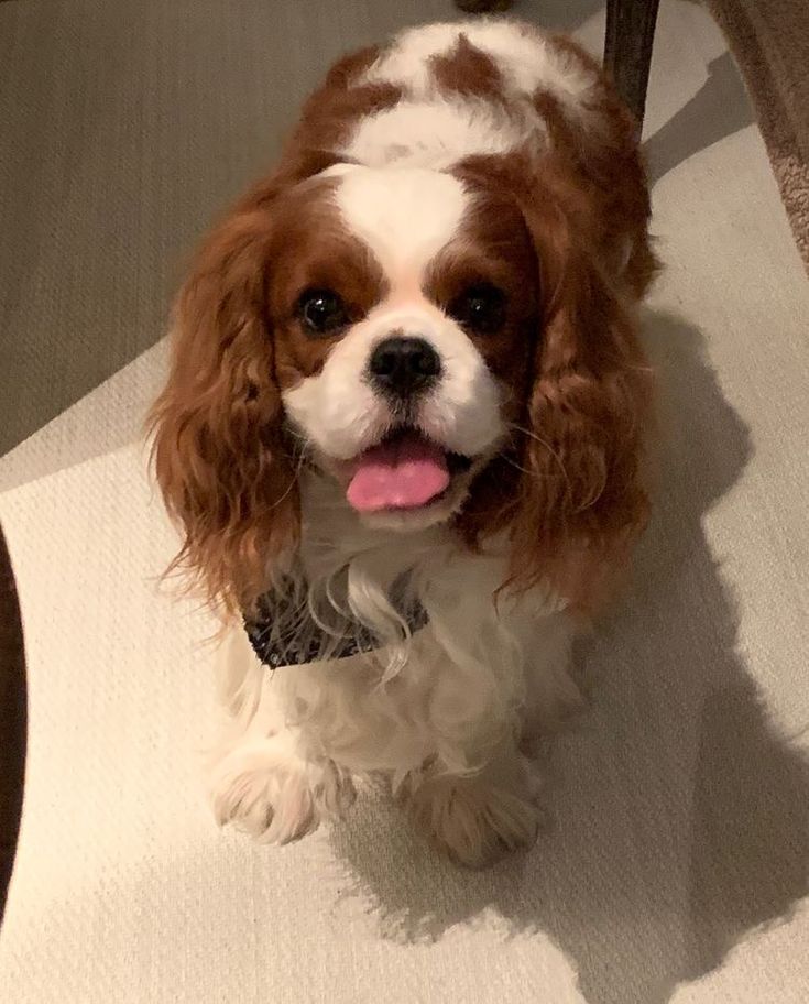 a brown and white dog sitting on top of a floor