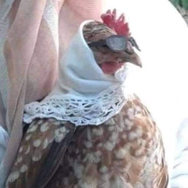 a close up of a chicken wearing a scarf