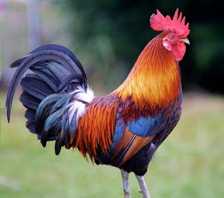 a colorful rooster standing on top of a grass covered field