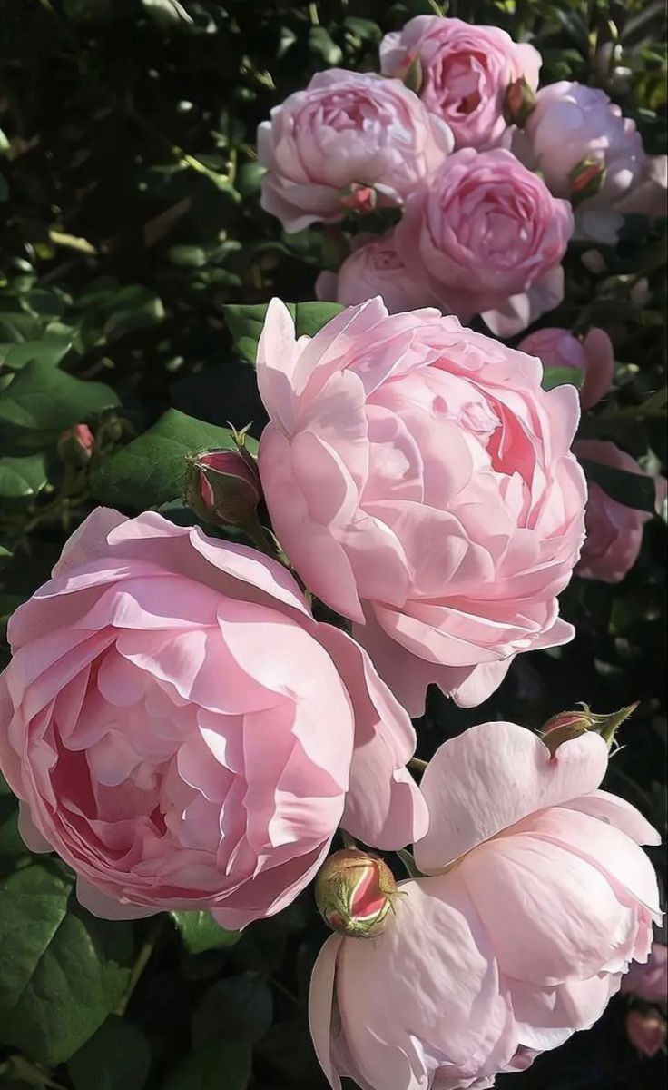 pink flowers are blooming in the garden