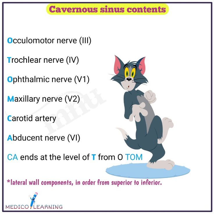 a cartoon cat with the words cavemous sinus contents