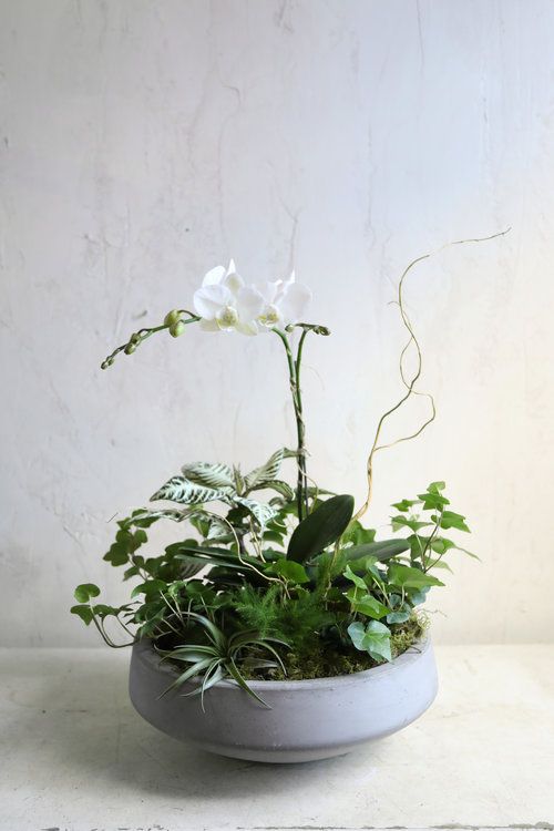 a potted plant with white flowers and greenery