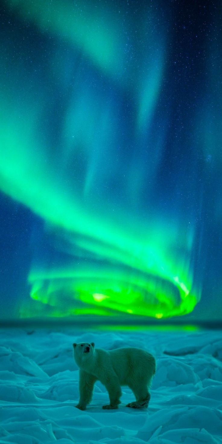 a polar bear standing in the snow under an aurora bore