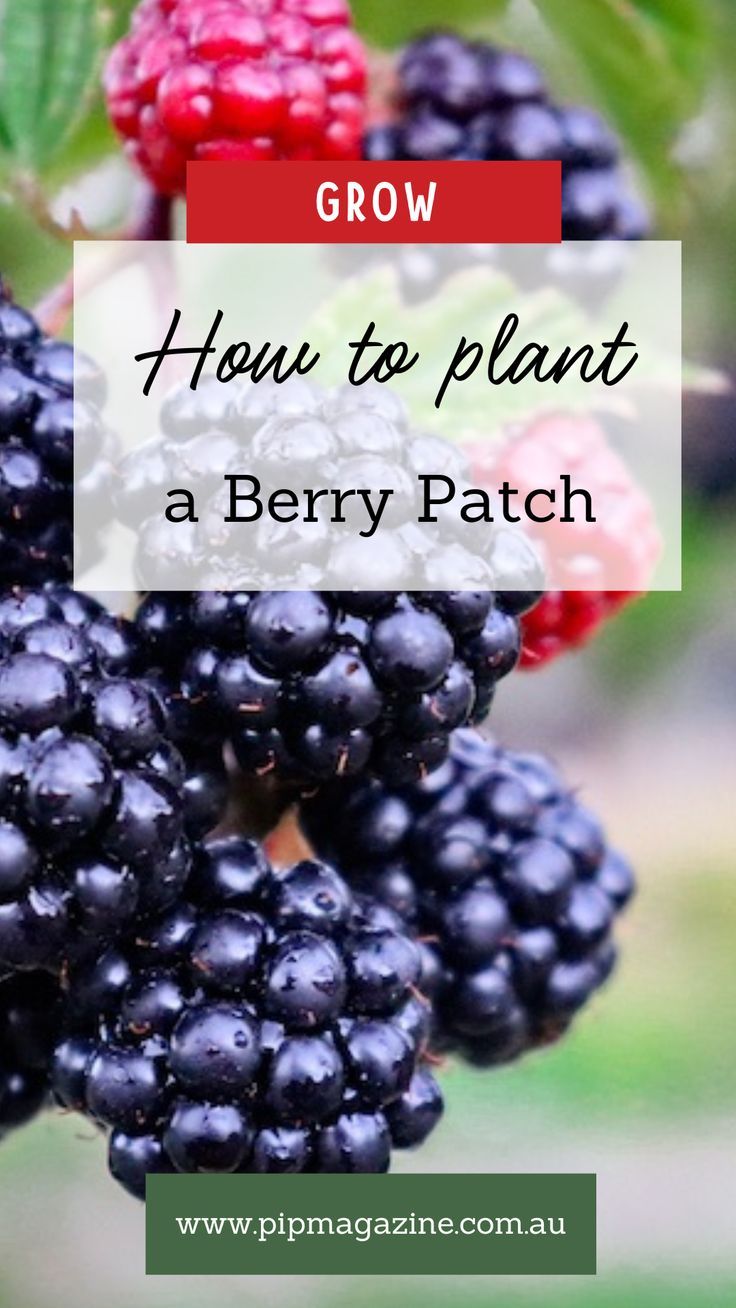 Plant berries Growing Berry Bushes, Planting Berry Bushes, How To Plant Raspberries Bushes, Berry Plants Garden, Fruit Bushes Garden Design, Fruit Bushes Garden, Raspberry Planting Ideas, Berry Patch Layout Garden Ideas, Berry Patch Layout