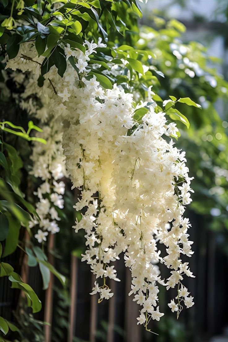 some white flowers are hanging from a tree