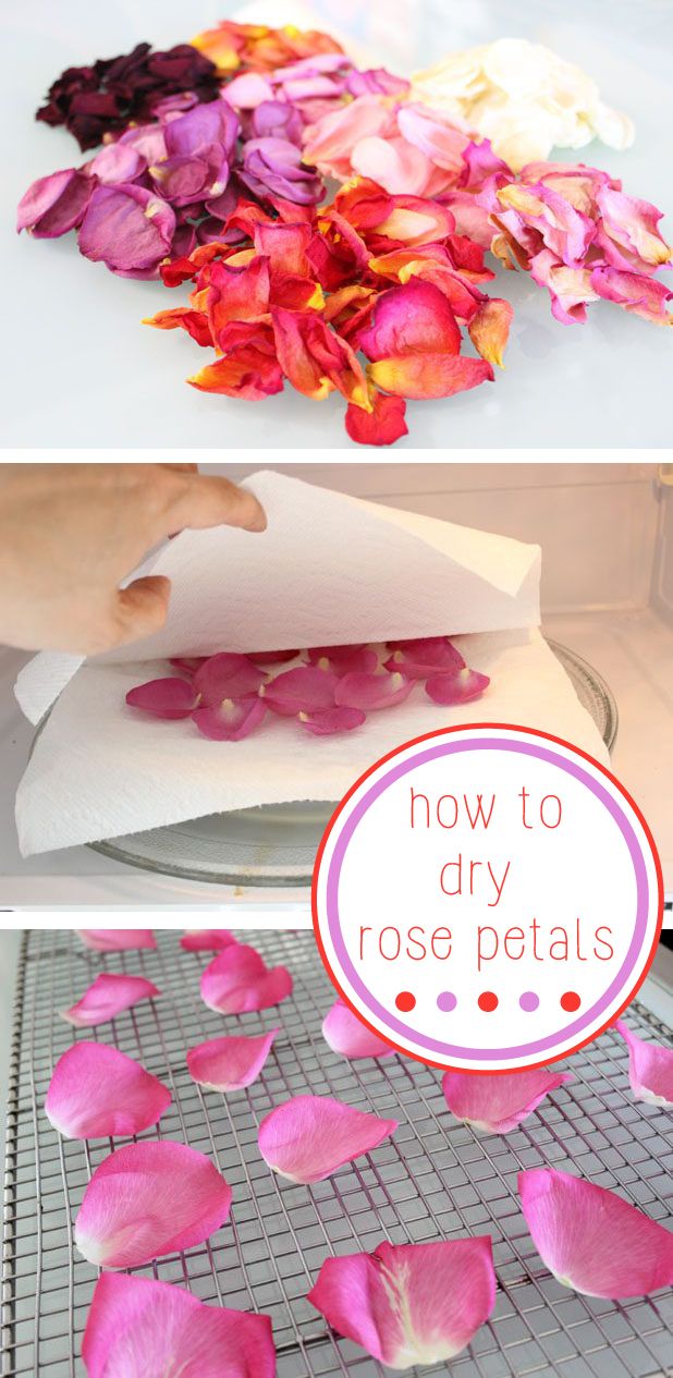 how to make rose petals out of paper and baking sheet on the oven rack with text overlay that reads, how to dry rose petals