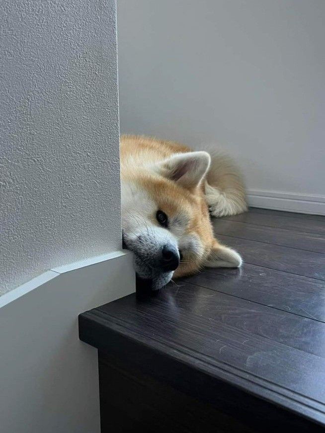 a dog laying down on top of a wooden floor next to a window in a room