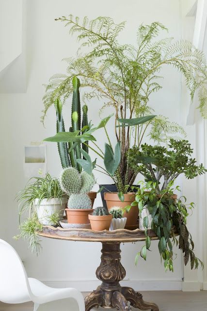 a table topped with potted plants next to a white chair and window sill