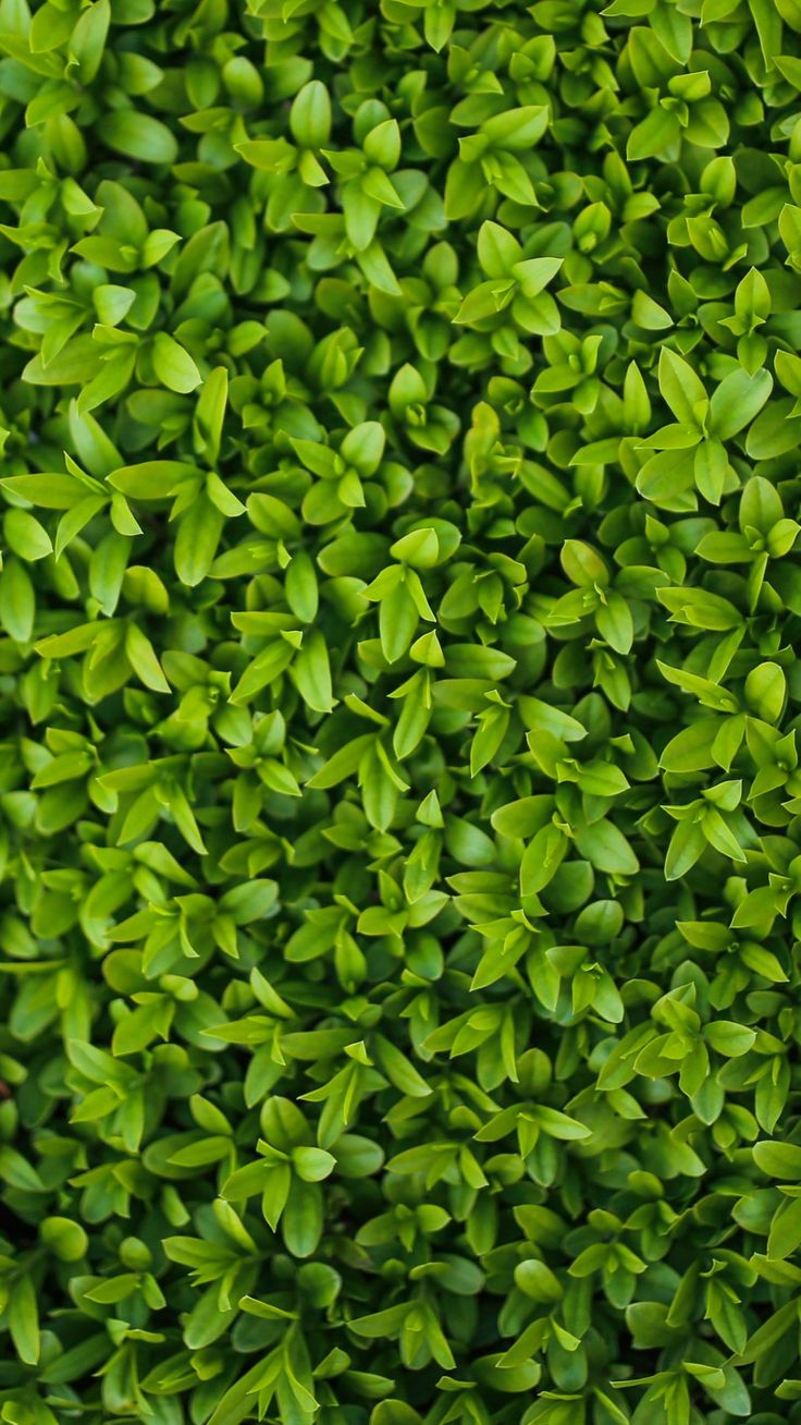 a close up view of the top of a green bush with leaves on it's sides