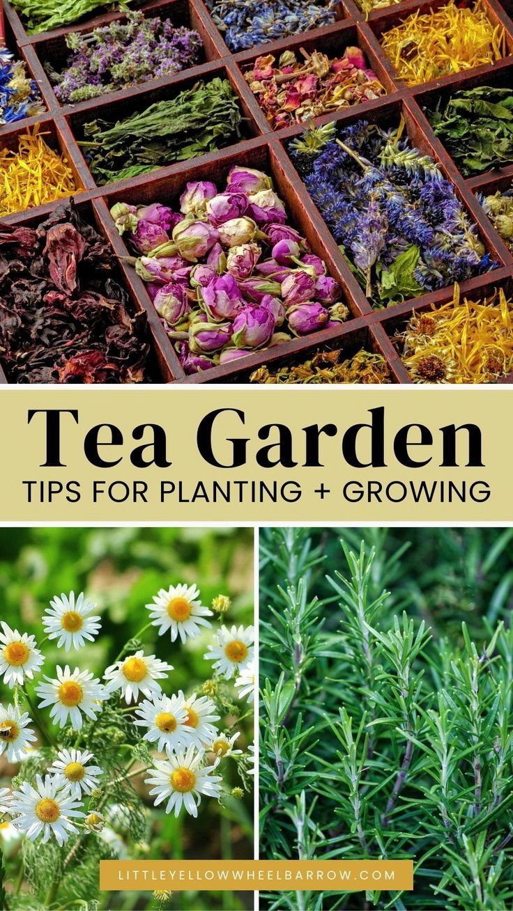 tea garden tips for planting and growing with pictures of flowers, herbs, and plants