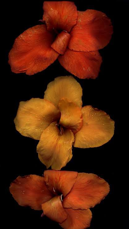 three orange and yellow flowers on a black background