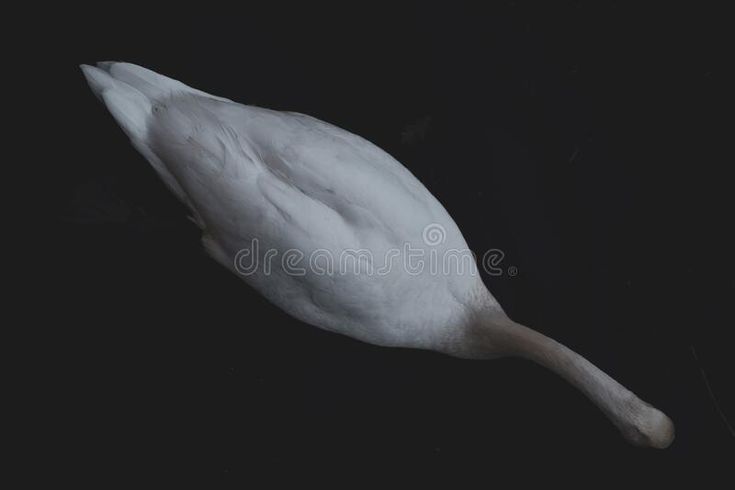 White swan in the water royalty free stock photography Frame Image, Vector Banner, Love Bird, White Swan, Stock Photography Free, Full Frame, Love Images, Stock Photography, Of Love