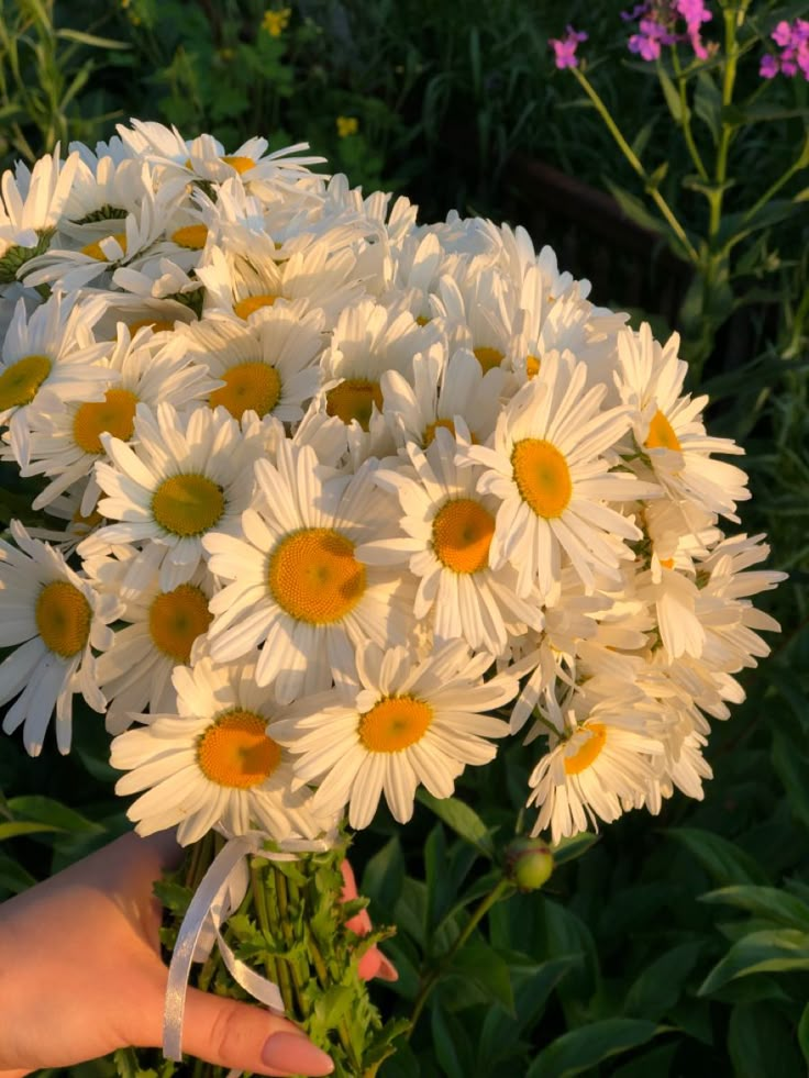 a hand holding a bouquet of white and yellow daisies