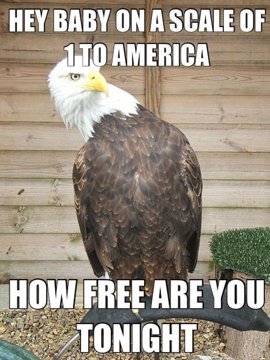 an eagle sitting on top of a wooden fence next to a green fire hydrant