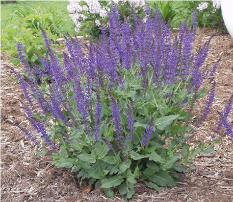 purple flowers are blooming in the garden next to a large rock and shrubbery