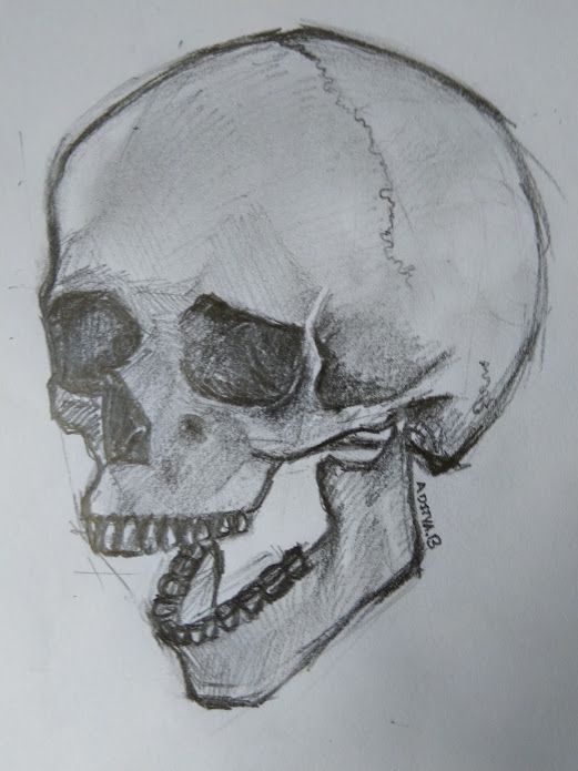 a drawing of a human skull with teeth