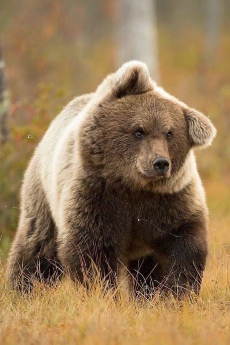 a large brown bear walking across a grass covered field