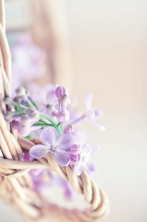 wicker basket with purple flowers in it