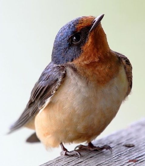 a small bird sitting on top of a wooden table