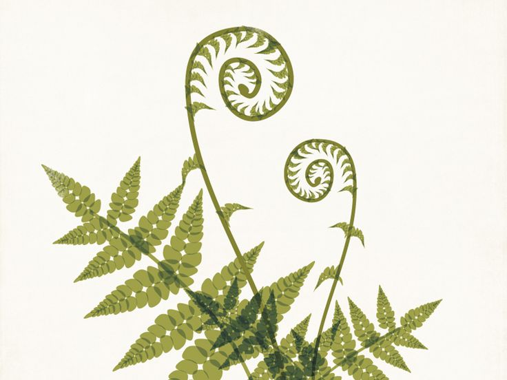 an image of a plant with leaves on it's back and the words, fieldland fern written below