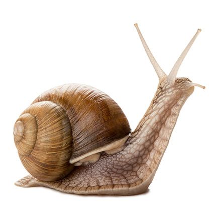 a snail is sitting on top of another snail