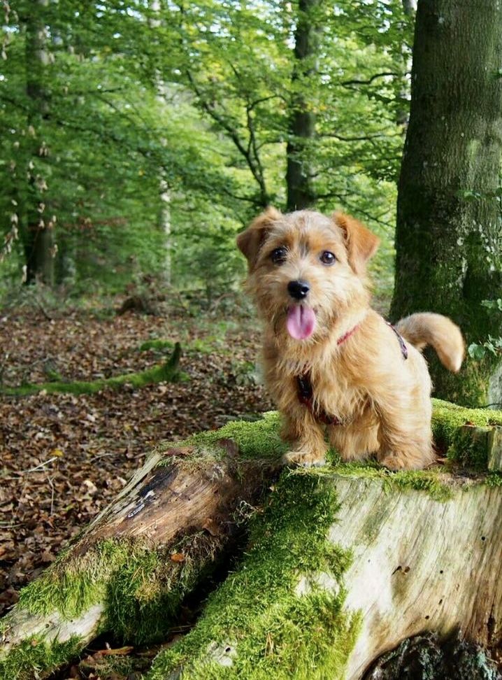 a brown dog standing on top of a tree stump in the middle of a forest